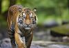 Harimau Masuk Kebun warga di Padangsidimpuan